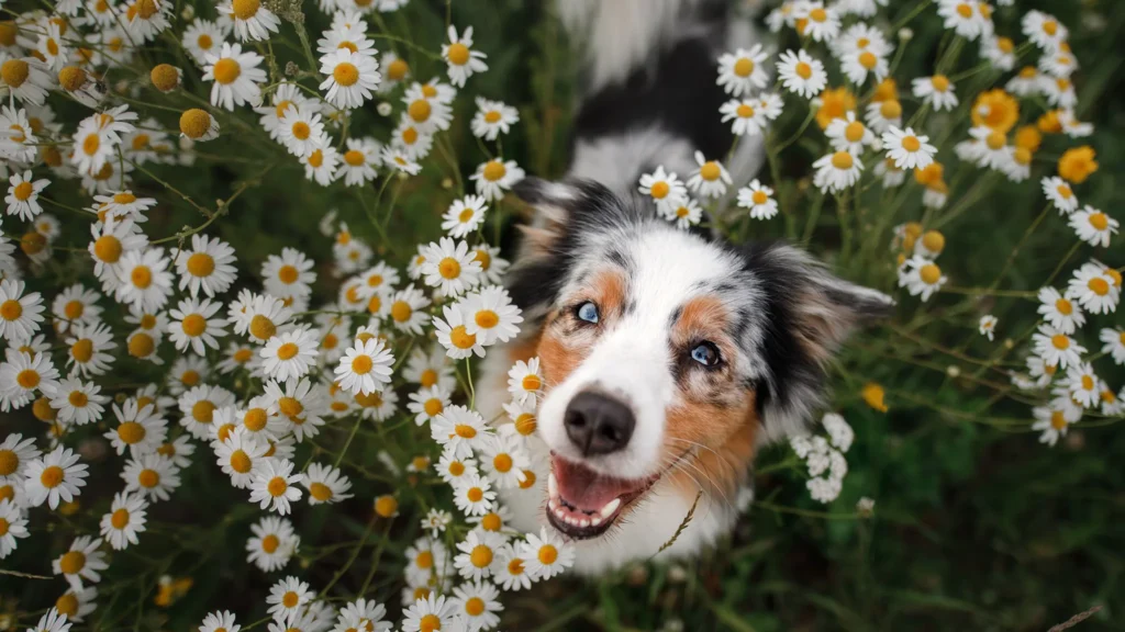 Ein Hund schaut in die Kamera und steht auf einer Wiese mit vielen Blumen